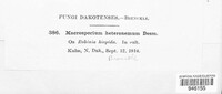 Macrosporium heteronemum image